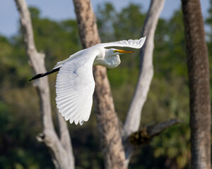 Great Egret flying over palm trees in Orlando wetland park in Cape Canaveral Florida.