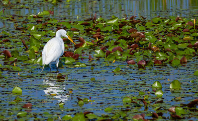 Great Egret catching a fish in a pond at Orlando wetland park in Cape Canaveral Florida.