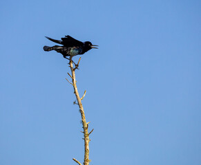 Black boat-tail Grackle sitting on top of tree limb at Orlando wetland park in Cape Canaveral Florida.