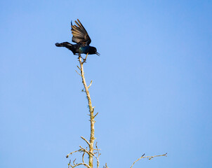 Black boat-tail Grackle sitting on top of tree limb at Orlando wetland park in Cape Canaveral Florida.