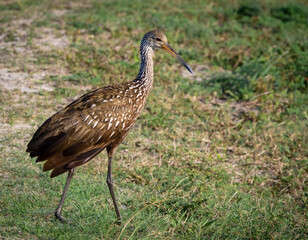 Brown Limpkin walking in the grass looking for snails at Orlando wetland park in Cape Canaveral Florida.