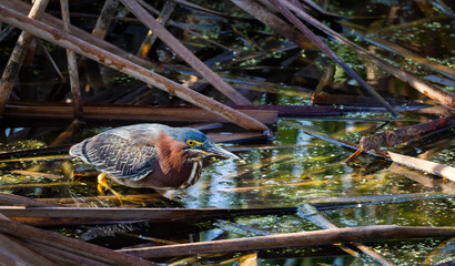 Little Green Heron fishing in a pond at Orlando wetland park in Cape Canaveral Florida.