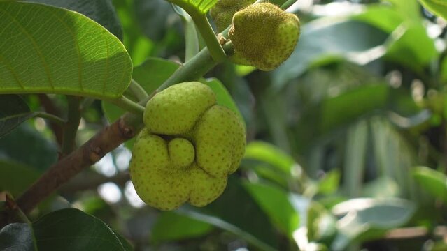 Close-up of Dheu fruit. A branch of a Dewa tree, fruits, and its leaves. Dheu tree bearing unripe fruits.