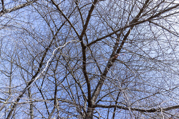 Branches of deciduous trees in the park in spring sunny weather