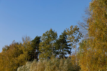 Fototapeta premium Trees with foliage falling in autumn against the blue sky