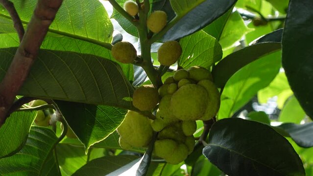 Close-up of Dheu fruit. A branch of a Dewa tree, fruits, and its leaves. Dheu tree bearing unripe fruits.