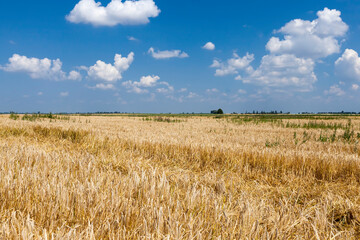 Agricultural field with a large number of yellow cereals