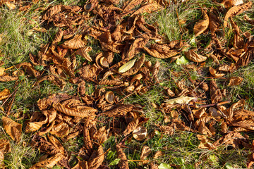 Orange chestnut foliage in the autumn season