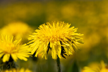 yellow blooming dandelions in the spring season