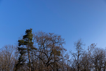 Bare trees in early spring in sunny clear weather