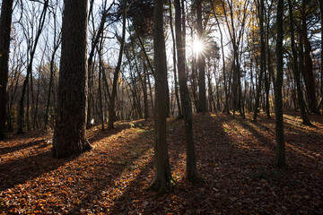 trees in the autumn season in sunny weather before sunset