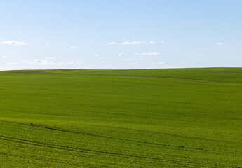 green wheat sprouts in early spring, green winter wheat