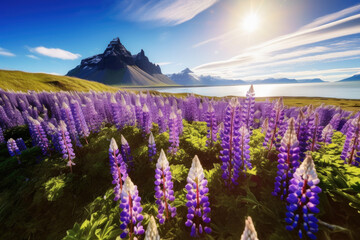 Beautiful sunny day and lupine flowers on Stokksnes cape in Iceland. 