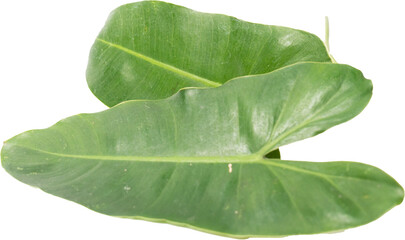 close up shoot of monstera leafs on an isolated white background