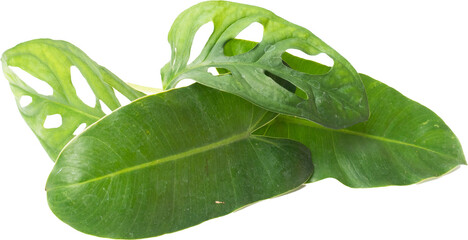 close up shoot of monstera leafs on an isolated white background