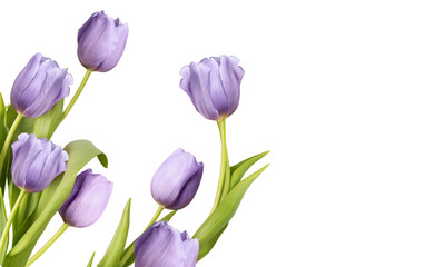 Obraz na płótnie Canvas Fresh purple tulip flowers bouquet on transparent background PNG