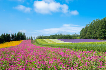 Fototapeta na wymiar Scenic landscape of Colorful flower garden of Irodori Field in summer at Tomita Farm, Nakafurano, Hokkaido, Japan
