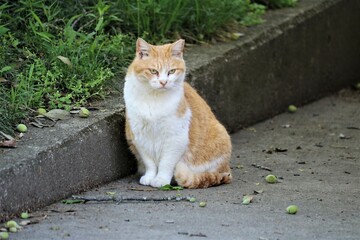 Fototapeta premium 境内に佇む猫さん 春の日のチャトラ