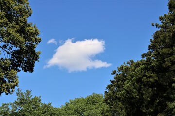 青空と新緑　爽やかな風景
