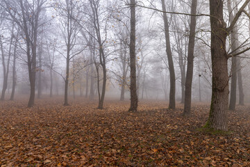 Bare deciduous trees in the autumn season in cloudy weather