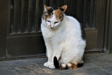 しょんぼり顔　野良猫　みけねこ