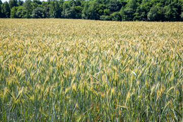 unripe green cereals in a field