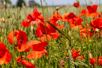 Fototapeta premium Red poppies on the field in the summer