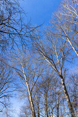 Fototapeta premium birch tree without foliage in the spring season