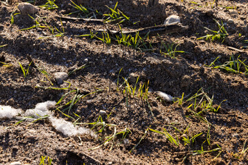 green winter wheat in the winter season