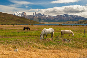 Fototapeta premium Two white horses grazing in the meadows of Torres del Paine