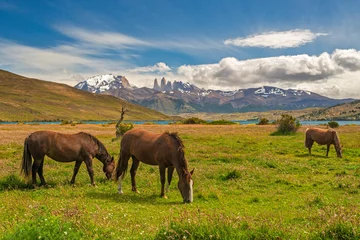 Keuken foto achterwand Cuernos del Paine Group of horses grazing in the foothills of Torres del Paine