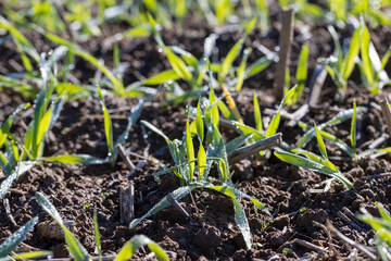 Winter wheat variety covered with dew drops