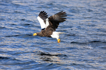 Steller's sea eagle (Haliaeetus pelagicus) in Hokkaido, North Japan