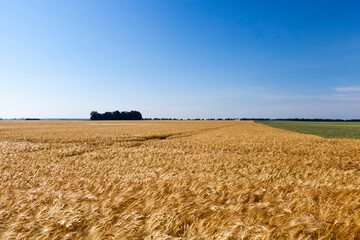 Agricultural field with a large number of yellow cereals
