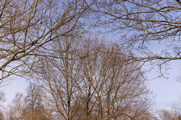 Branches of deciduous trees in the park in spring sunny weather