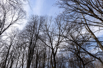 Tall deciduous trees in early spring without foliage