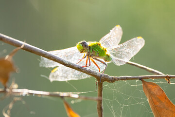 A green dragonfly with the sun on its wings in Sarasota, Florida