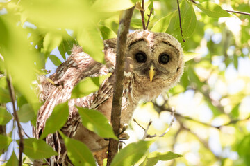 A juvenile barred owl (Strix varia) in a tree in Sarasota, Florida. (My description of 
