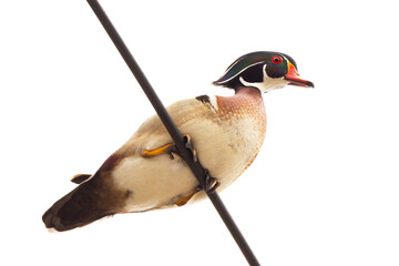 A male wood duck (Aix sponsa) sitting on a utility wire in Sarasota, Florida