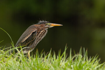 A green heron (Butorides virescens) in the grass near a river in Sarasota, Florida