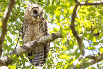 A juvenile barred owl (Strix varia) in a tree in Sarasota, Florida. (My description of 