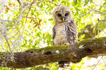 A juvenile barred owl (Strix varia) in a tree in Sarasota, Florida. (My description of "juvenile" is tentative, based on  fluffy head feathers and soft but screechy calls from this and nearby owl.