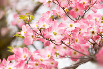 Fototapeta na wymiar Pink dogwood tree flowering in Pittsburgh, Pennsylvania