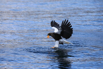 Steller's sea eagle (Haliaeetus pelagicus) in Hokkaido, North Japan