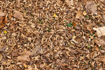Orange maple foliage on the ground during leaf fall
