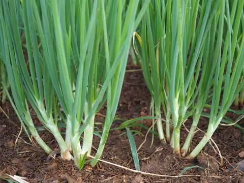 Spring onions grown in vegetable garden plot. Closeup photo, blurred.