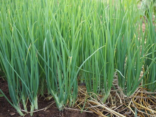 Fototapeta premium Onion plantation. Closeup photo, blurred.