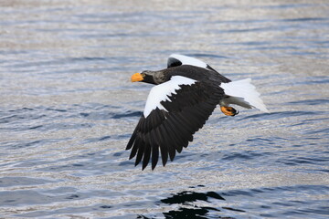 Steller's sea eagle (Haliaeetus pelagicus) in Hokkaido, North Japan
