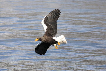 Steller's sea eagle (Haliaeetus pelagicus) in Hokkaido, North Japan