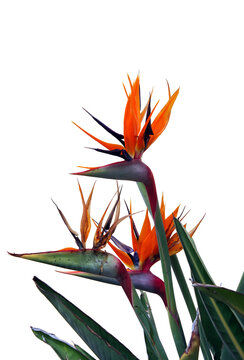 Strelitzia bird of paradise flower